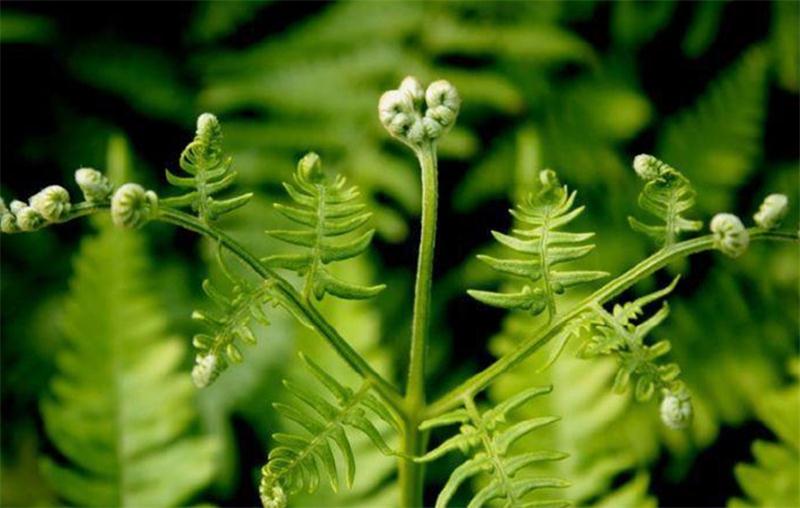 避暑好去處 壩上草原【孤石陽(yáng)光山谷】(圖12)