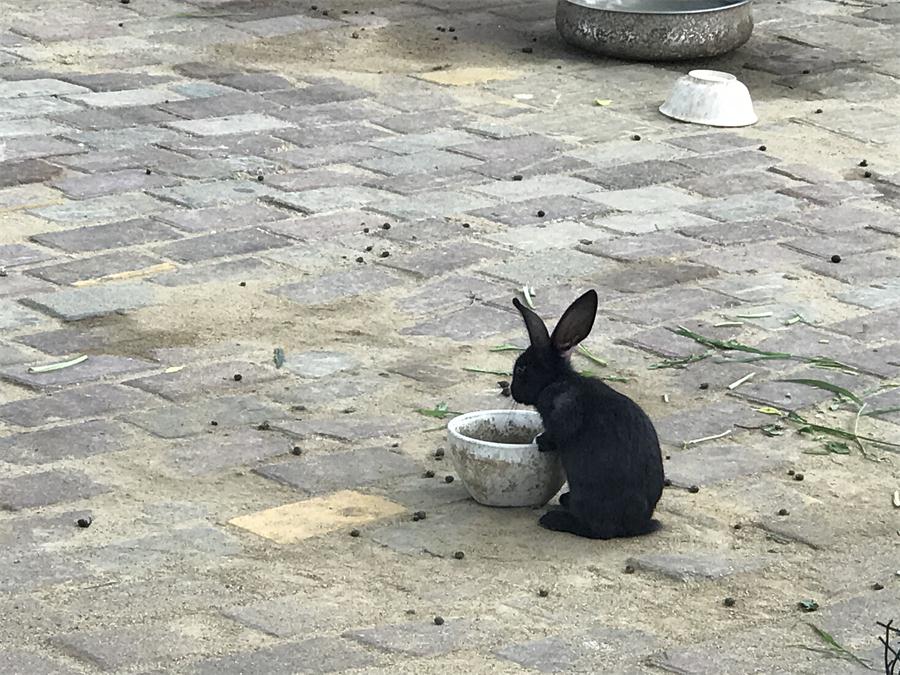 天鵝湖風(fēng)景區(qū)（泰山）速覽！(圖7)