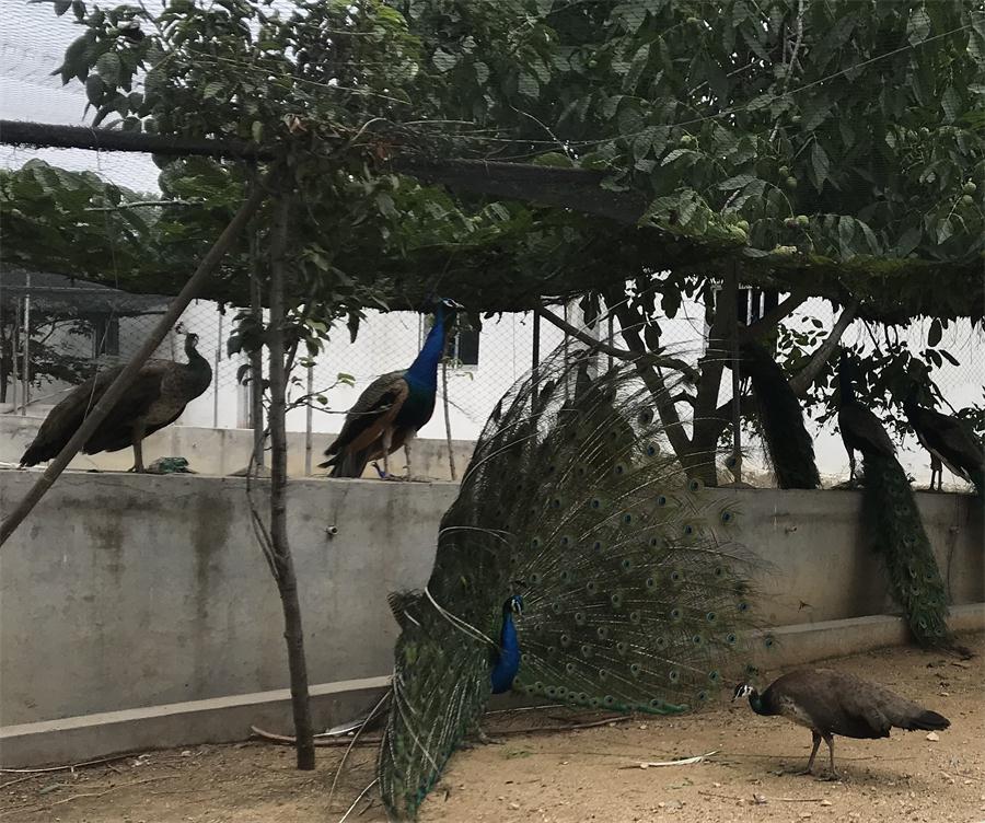 天鵝湖風(fēng)景區(qū)（泰山）速覽！(圖11)