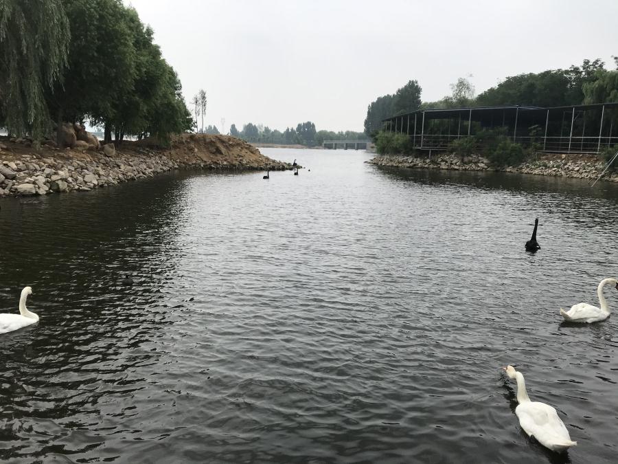 天鵝湖風(fēng)景區(qū)（泰山）速覽！(圖14)