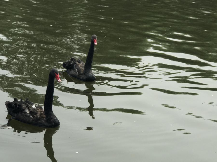 天鵝湖風(fēng)景區(qū)（泰山）速覽！(圖13)