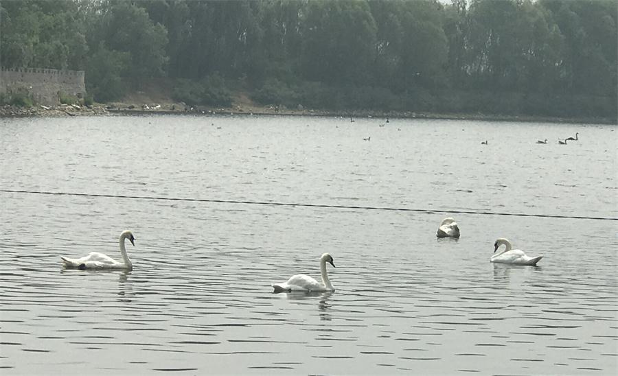 天鵝湖風(fēng)景區(qū)（泰山）速覽！(圖18)