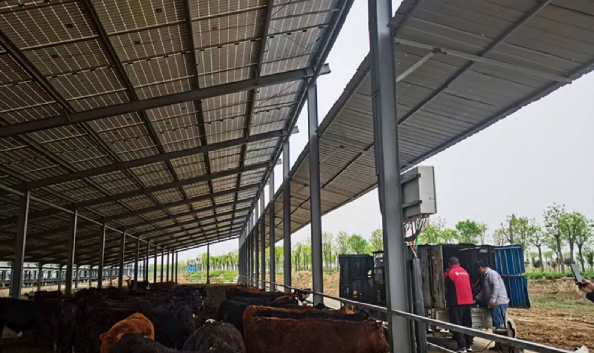 信橋鋼構(gòu)：打卡蒙陰農(nóng)業(yè)溫室大棚、青州黑牛養(yǎng)殖基地！(圖4)