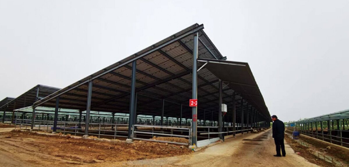 信橋鋼構(gòu)：打卡蒙陰農(nóng)業(yè)溫室大棚、青州黑牛養(yǎng)殖基地！(圖5)